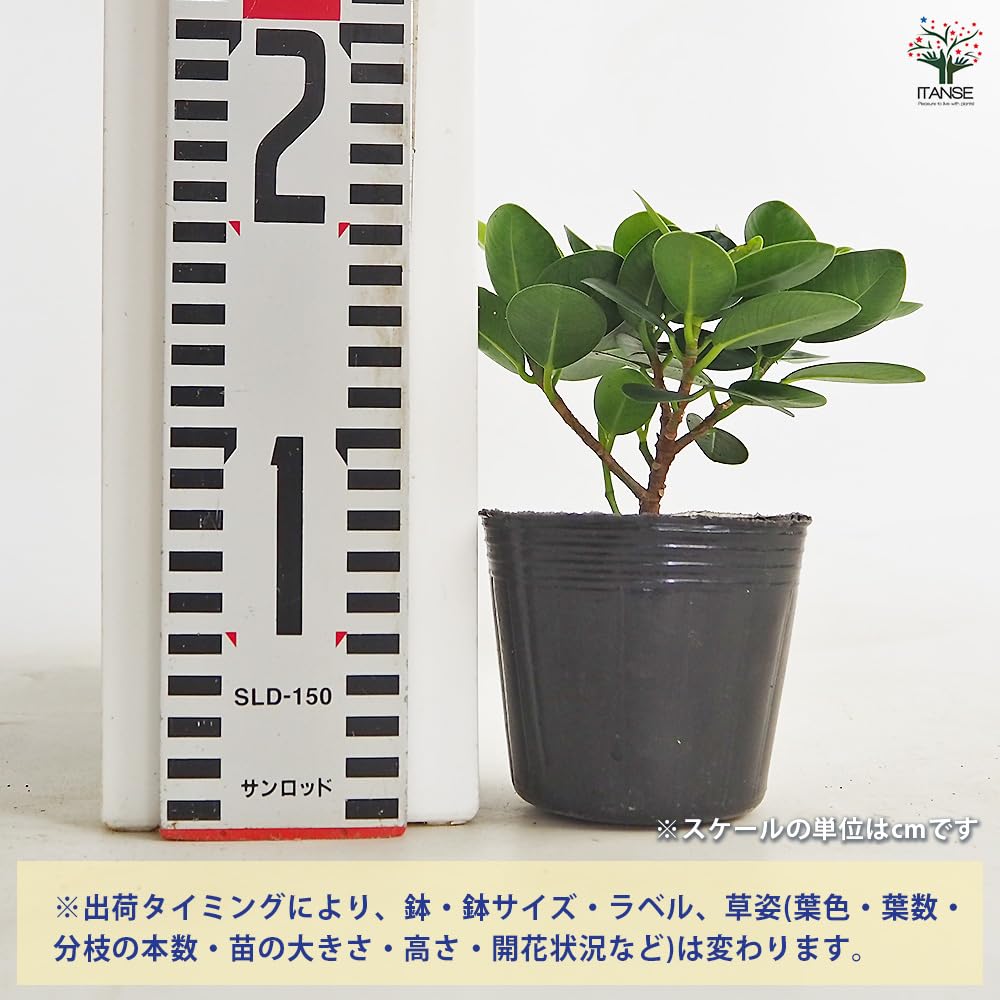 Amazon｜ITANSE ガジュマル パンダガジュマル 3号 2個セット